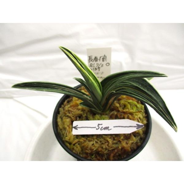 長春閣 NO.311 : 万年青・庄おもと園 - 通販 - Yahoo!ショッピング