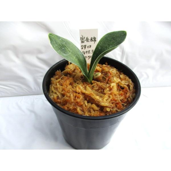 NO.528富岳錦 : 万年青・庄おもと園 - 通販 - Yahoo!ショッピング