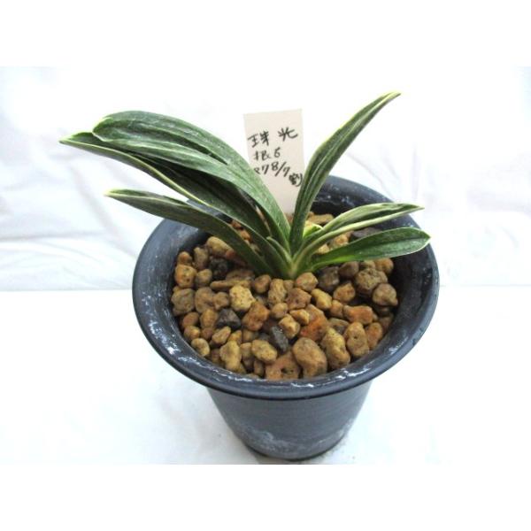 NO.333 珠光 : 万年青・庄おもと園 - 通販 - Yahoo!ショッピング