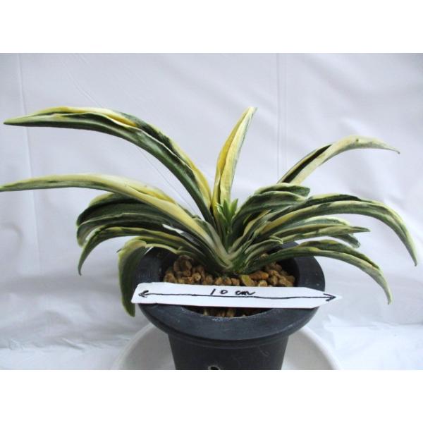 NO.596諏訪錦 : 万年青・庄おもと園 - 通販 - Yahoo!ショッピング