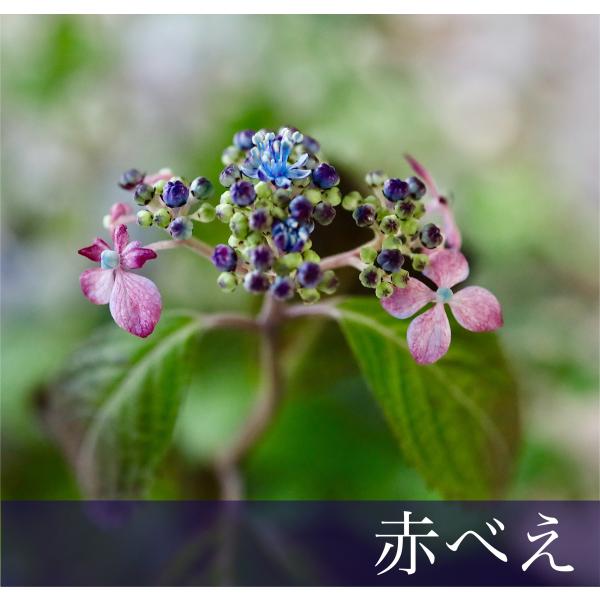 山紫陽花 赤べえ / ヤマアジサイ/ 山アジサイ : ガーデン 93 - 通販
