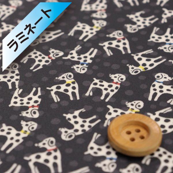 ★2025年12月5日（金）午前0時 販売開始★（サンドウ限定復刻色）リバティ・ファブリックス タナローン（ラミネート加工）『Dalmatian dots ダルメシアン・ドッツ』ブラック（DC28830/J15A） 生地幅：約106〜108...