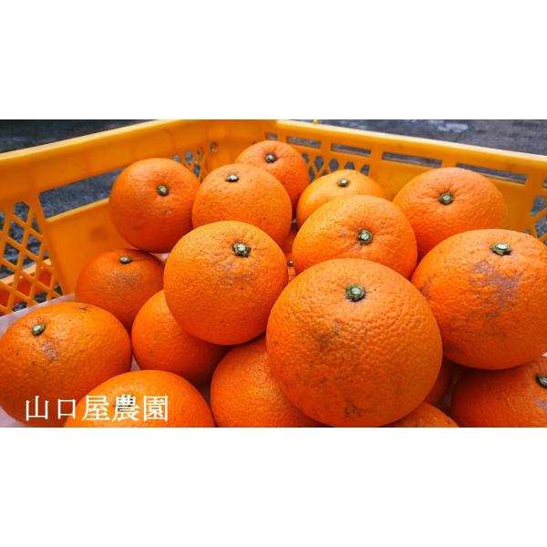 紅八朔 因島産 Mサイズ 箱込15kg 【農薬：栽培期間中不使用】 防腐剤無