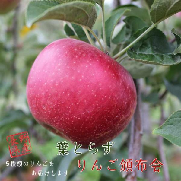 信州産 りんご 頒布会　3kg 送料無料