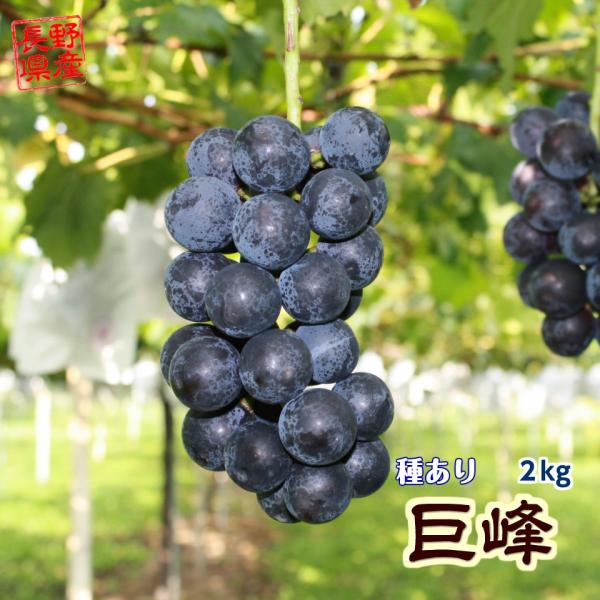 信州産　巨峰　約2ｋｇ