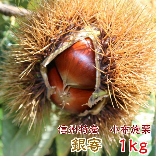 栗 信州産 小布施栗（銀寄）【低温熟成・無燻蒸】生栗  １kg（L〜3Lサイズ）甘みを引き出した秋のごちそう