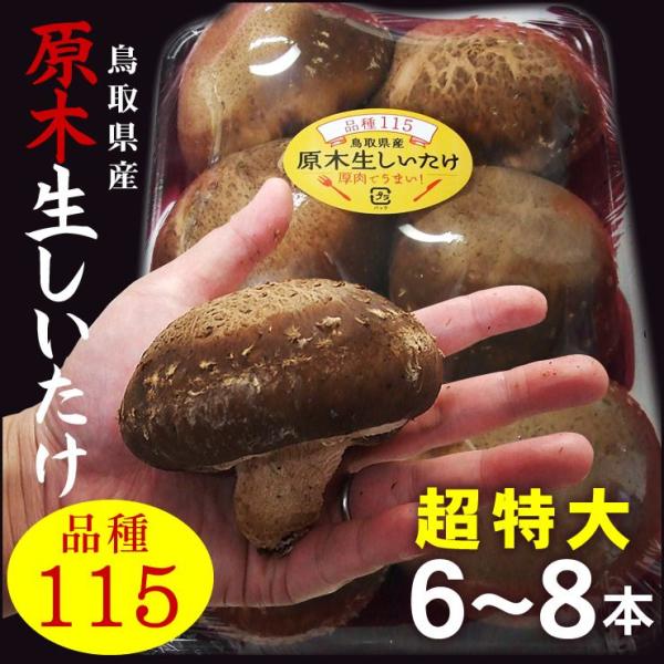 鳥取県産 品種115 原木 生しいたけ 椎茸 肉厚ジャンボサイズ 6 鳥取県産 品種115 原木 生しいたけ 椎茸 肉厚ジャンボサイズ 6