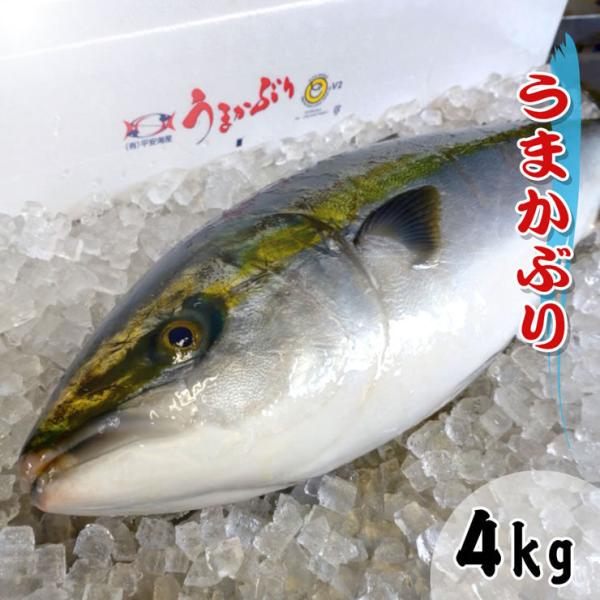 ぶり 1本 魚の人気商品 通販 価格比較 価格 Com
