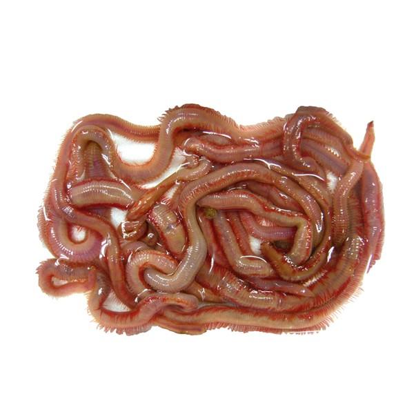 スーパー本虫 マムシ 驚異的な生命力 完全養殖 ポイント全額払い不可 Buyee 日本代购平台 产品购物网站大全 Buyee一站式代购 Bot Online