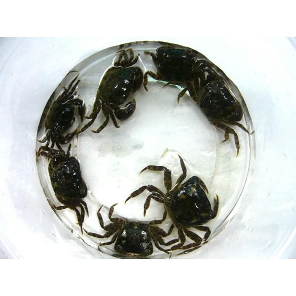 621-623] 岩ガニ 10匹セット 釣り餌 ※ノークレーム限定