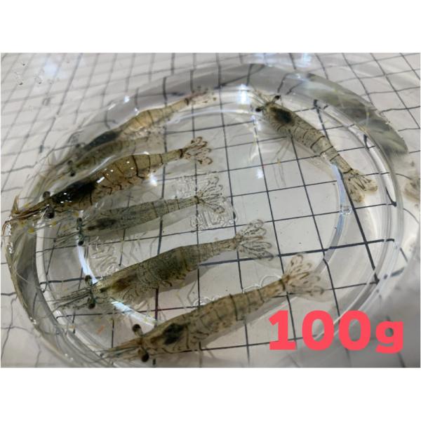1 スジエビ モエビ 100g 約100匹 約２ ３ｃｍ ノークレーム限定 他商品との同梱不可 ポイント全額払い不可 Buyee Buyee Japanese Proxy Service Buy From Japan Bot Online