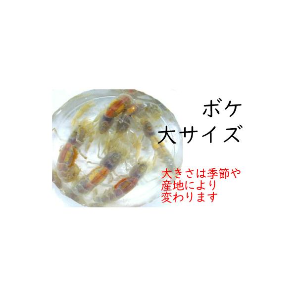 [663] ボケ（大サイズ）１０匹セット　約４.０cm以上　※ノークレーム限定