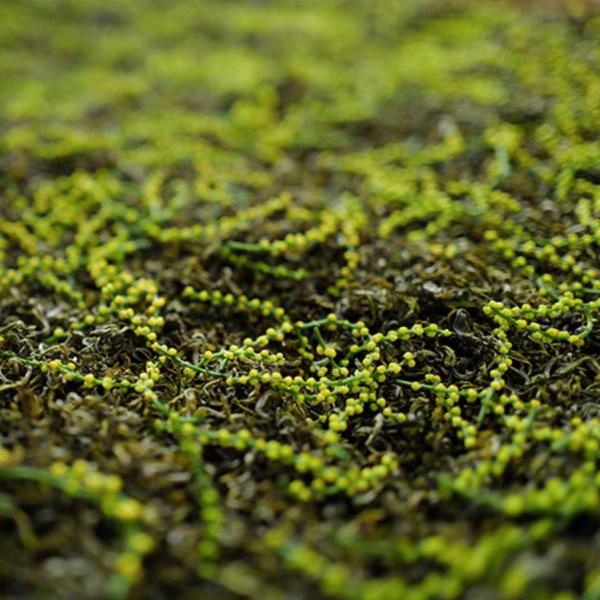 珠蘭緑茶 10g お茶の香水series〜甘く清い香り 貴重 花の香り 無添加 花茶