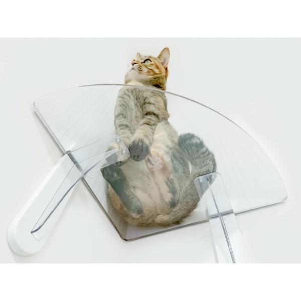 てるてるぼーず　キャットステップ てるてるぼーず キャットステップ てるてるぼーず キャット