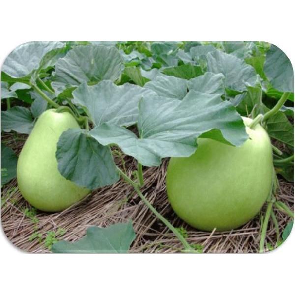 乾物屋の底力 栃木県産 干瓢 500ｇ 国産 国内産 かんぴょう ユウガオの実 業務用 Buyee Buyee Japanese Proxy Service Buy From Japan Bot Online