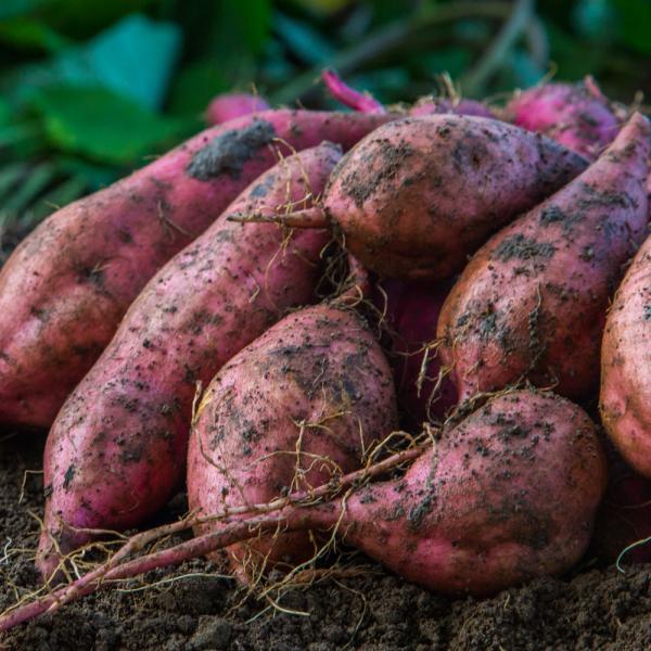 たぬきポケット　千葉県産 さつまいも 苗 安納芋 苗 安納芋 苗」の人気商品一覧 | 安い商品を通販サイトから探す