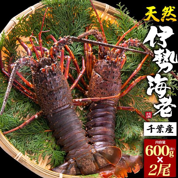 2尾セット 千葉県産 天然 伊勢海老 (1尾約600g×2) 国産 伊勢 2尾セット 千葉県産 天然 伊勢海老 (1尾約600g×2) 国産 伊勢