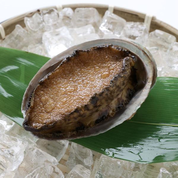 食べられない 鮑 あわび アワビ 貝 貝殻 食品サンプル レプリカ 見本