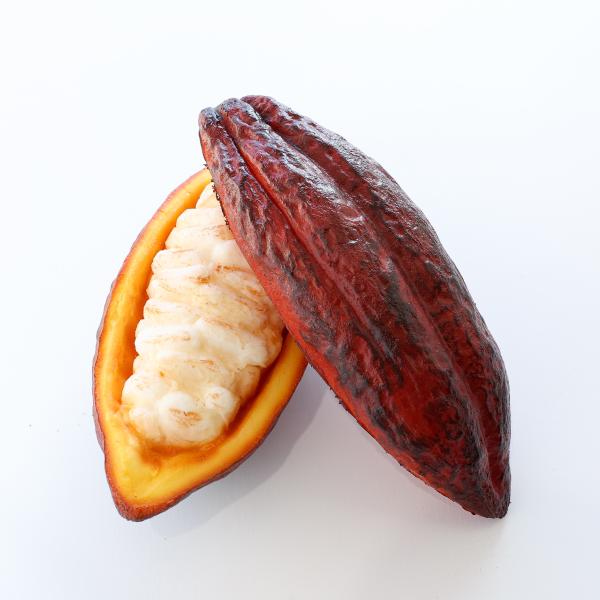 食べられない カカオ ポッド カカオの実 カット ダークブラウン 食品
