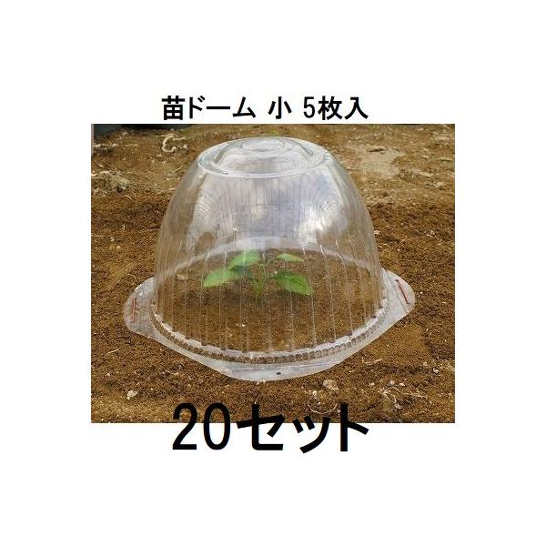 専用ページです。　 20苗抜き苗 専用ページです。 20苗抜き苗