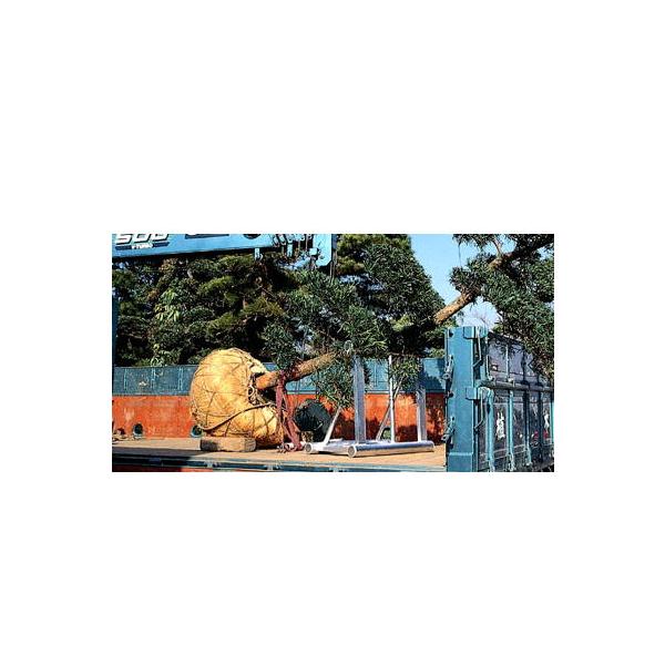 (@llŊvܐi撆) nbNX nV HM-800 A؉^p A~ˑ (gbNp) (lz)