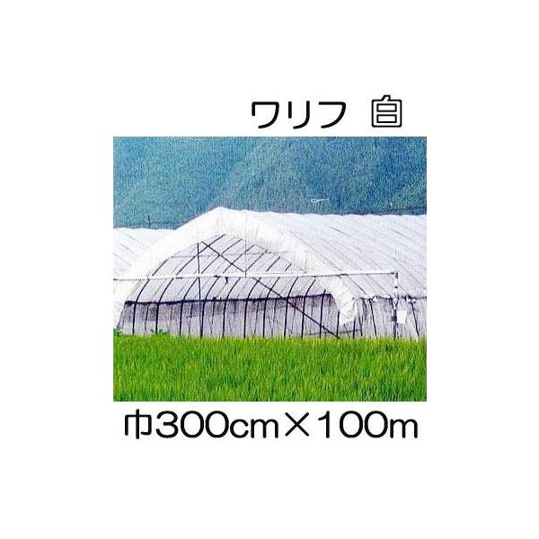 (3Zbg)  t HS-3000  300cm×100 3.0×100m Ռ5 sDz ܂肽ݕi (΃t_Ɨp) V