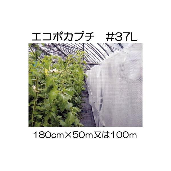 (lzs) nEXۉ GR|Jv` #d37L ό 180cm (502 or 1001 I) Y