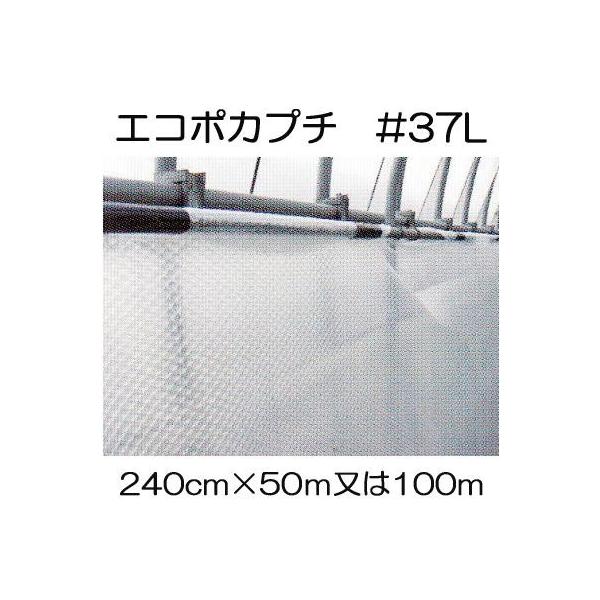 (lzs) nEXۉ GR|Jv` #d37L 240cm (502 or 1001 I) Y