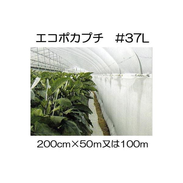 (lzs) nEXۉ GR|Jv` #d37L ό 200cm (502 or 1001 I) Y