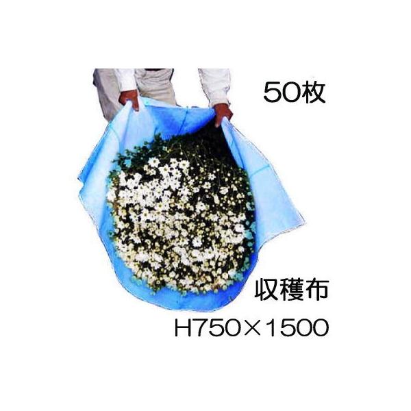 50枚セット) ベンリークロス 収穫袋 収穫布 H750×1500 ブルー