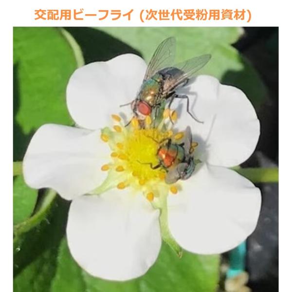 メーカー直送品につき、代金引換決済はご利用いただけません。北海道・沖縄・離島への送料はお見積りになります。