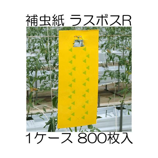 (1P[X800) X{XR^Cv IVY114 ͗lt S ߒV[g ⒎ 勦ZH zm