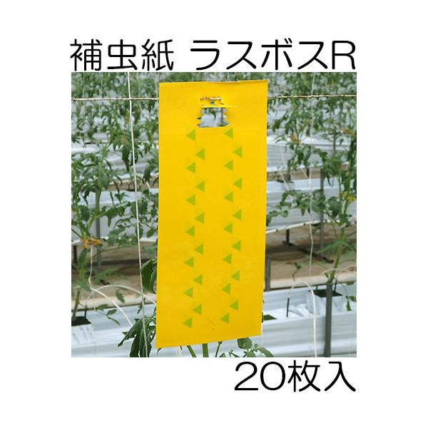 (20) X{XR^Cv IVY114 ͗lt S ߒV[g ⒎ 勦ZH zmP4