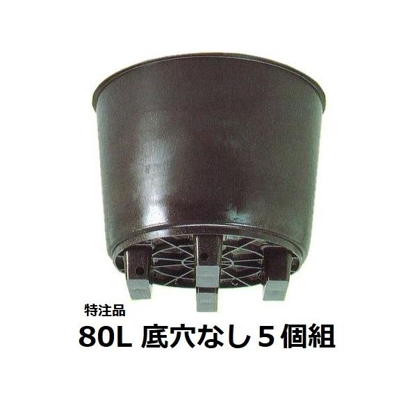 超逸品。山採りヤマコウバシ3.8M(鉢底から) 逸品。山採り ヤマツツジ2.3M(鉢底から) 逸品。山採り ヤマツツジ2.3M(鉢
