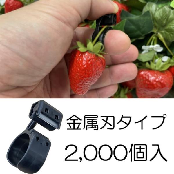 1ケース2000個入) KOTOKO 採果リングカッター(金属刃) K-3330 果実の