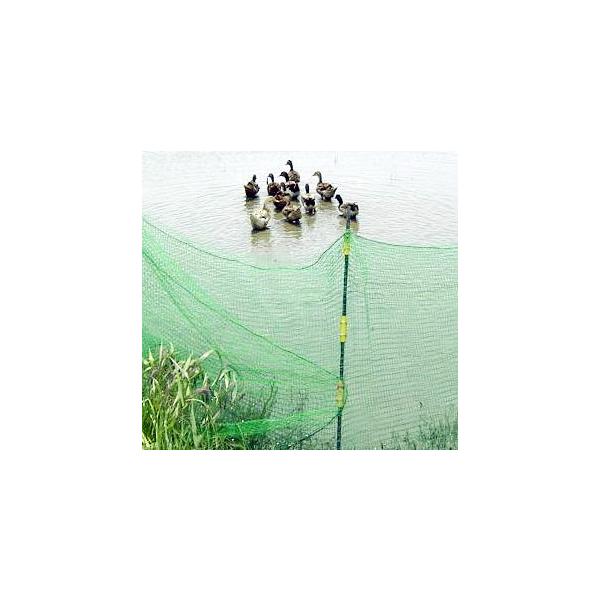 dC N^ lbg 200p N-4^Zbg