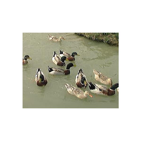 lbg W-8^Zbg 400p pdC W^ dq쏊