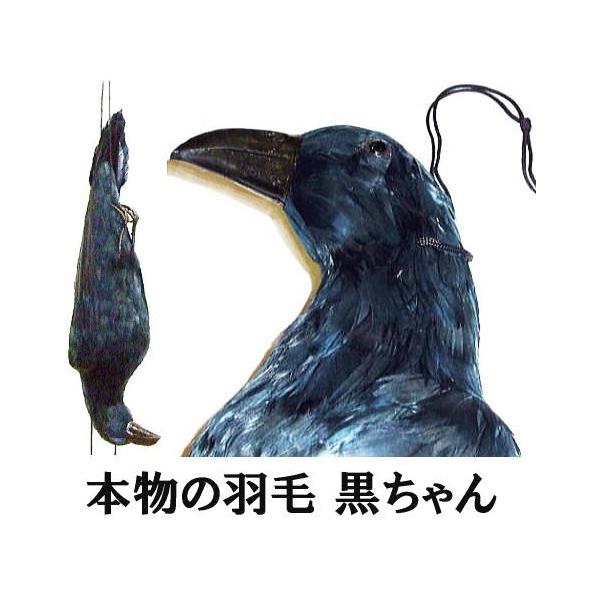 鳥追いからす カラスの黒ちゃん 身幅18cm 体長60cm 本物の羽毛使用 模造カラス 偽カラス 鳥除け 鳥対策 Zsム Tera0075 ザ タッキーyahoo 店 通販 Yahoo ショッピング