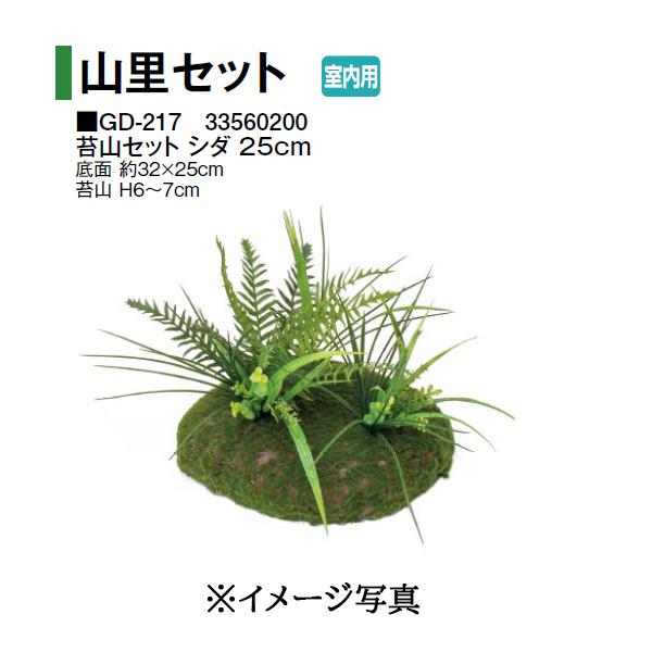 山野草、シダ植物 [ シダ植物７種セット ] 楽天市場】ジュウモンジシダ 10.5cmポット苗 数量割引あり/山