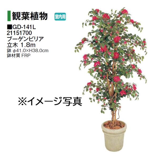 ブーゲンビリア苗木 NO373　接ぎ木　2色‼️ 楽天市場】ブーゲンビリア 苗の通販