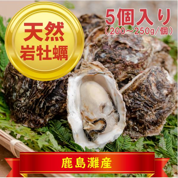 岩牡蠣 国産天然 殻付き 5個 バーベキュー ギフト イベント