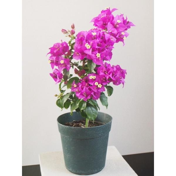特価品！！南国の花の代名詞 ブーゲンビリア パープル 5号鉢　【 熱帯の花の代表 】【 ブーゲンビレア 】