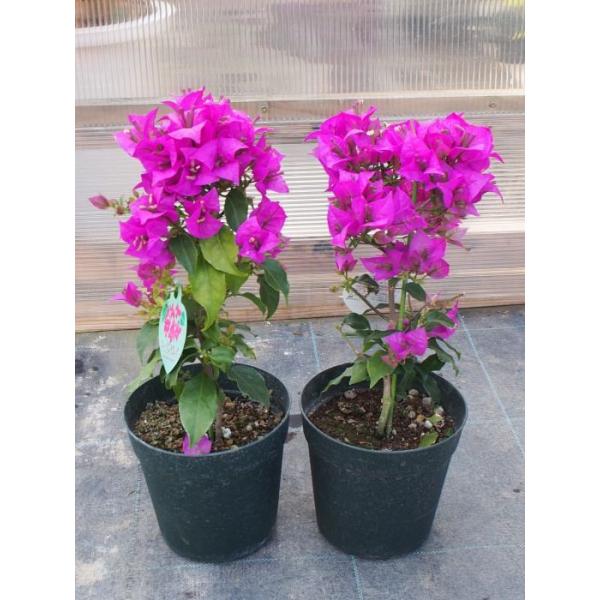 tahiti-marche_bougainvillea-5-