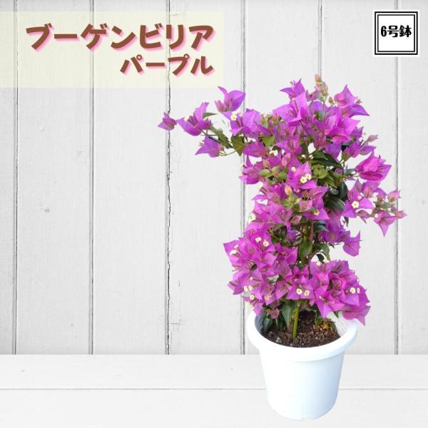 ブーゲンビリア パープル 6号大株》 丈夫な品種 オシロイバナ ブーゲンビリア パープル 6号大株》 丈夫な品種 オシロイバナ