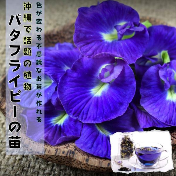 沖縄で話題の植物《バタフライピー ポット苗》 ハーブ 蝶豆 ちょうまめ チョウマメ アンチャン