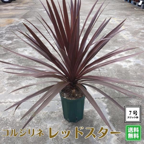 リゾートガーデンに！！《幹上がり コルジリネレッドスター 7号