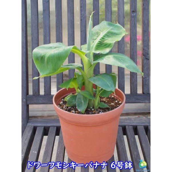 大好評！鉢植えで楽しめる！ ドワーフモンキーバナナ こだわりの充実苗 6号鉢