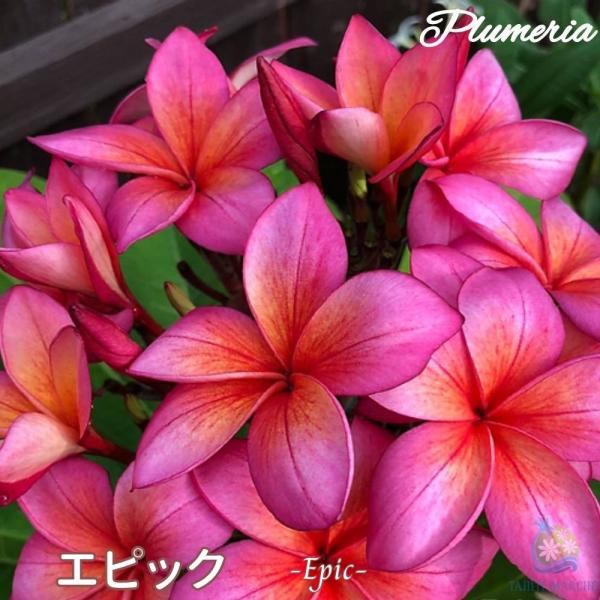 プルメリア 生花の人気商品 通販 価格比較 価格 Com