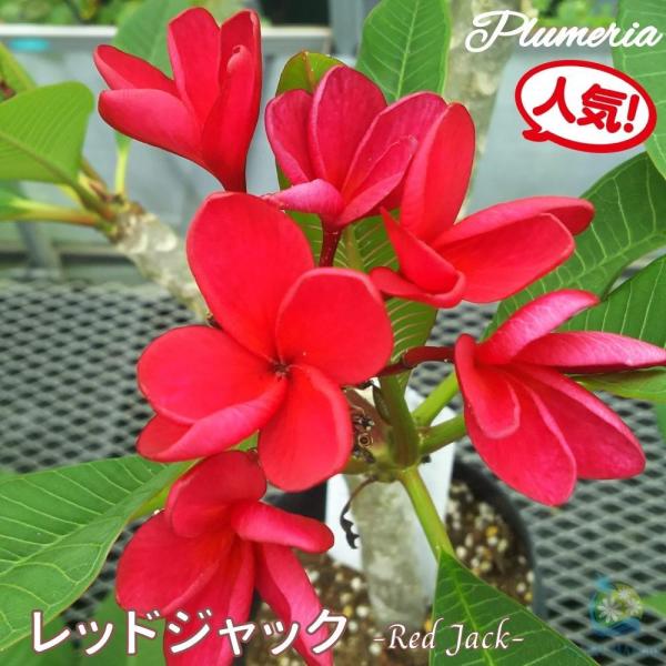 期間限定出品　プルメリアRed Jamaica ② 期間限定出品 プルメリアRed Jamaica ② - メルカリ