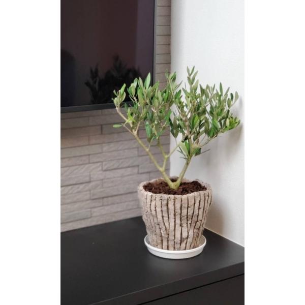 コンパクト樹形 テーブルオリーブ 6号鉢植え 陶器鉢 送料無料 沖縄 離島は除く オリーブの木 Buyee Buyee 日本の通販商品 オークションの代理入札 代理購入